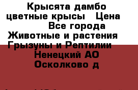Крысята дамбо цветные крысы › Цена ­ 250 - Все города Животные и растения » Грызуны и Рептилии   . Ненецкий АО,Осколково д.